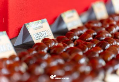 A Castanha, o ouro de Sernancelhe