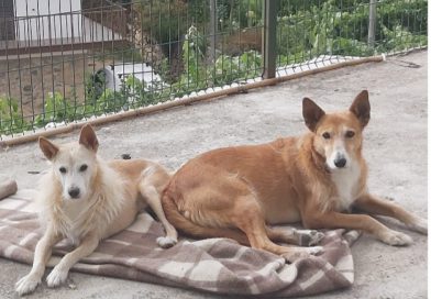 Patas sem Lar. Abandono de animais é problema sem fim à vista