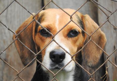 Voluntários de Arouca resgatam animais abandonados sem apoios nem instalações fixas