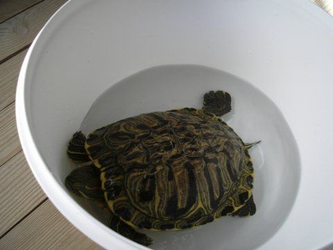 EB1 de Lustosa - Viseu (2).jpg